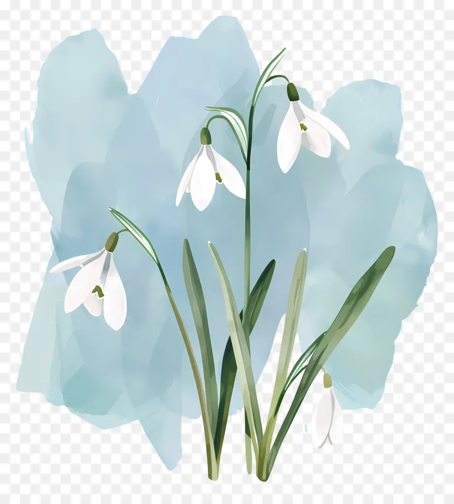 Perce Neige，Illustration De Perce Neige PNG