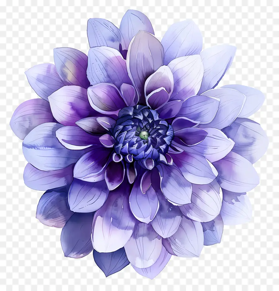 Fleur De Dahlia，Fleur Violette PNG