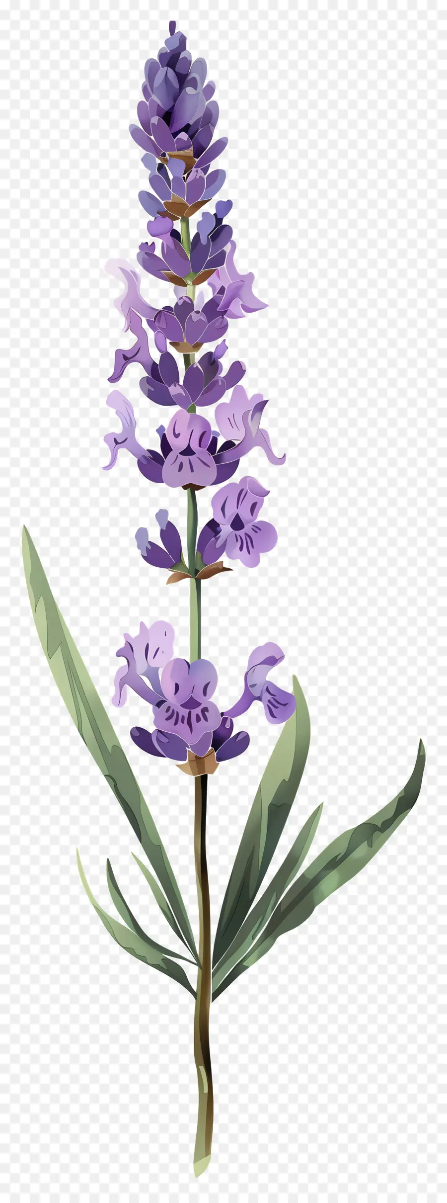 Fleur De Lavande，Fleurs Violettes PNG