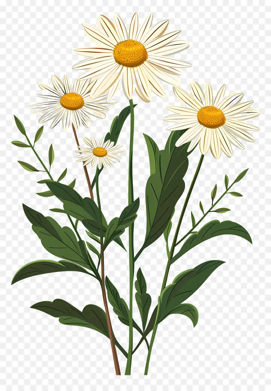 Fleurs De Marguerite，Marguerites PNG