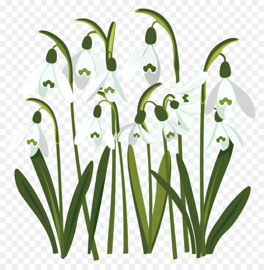 Perce Neige，Fleurs De Perce Neige PNG