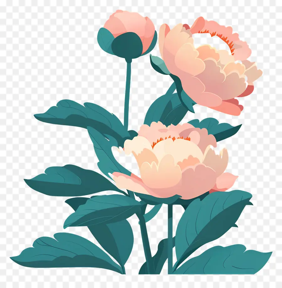 Fleurs De Pivoine，Pivoine PNG