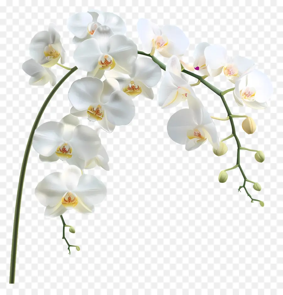 Fleur D'orchidée，Orchidée Blanche PNG