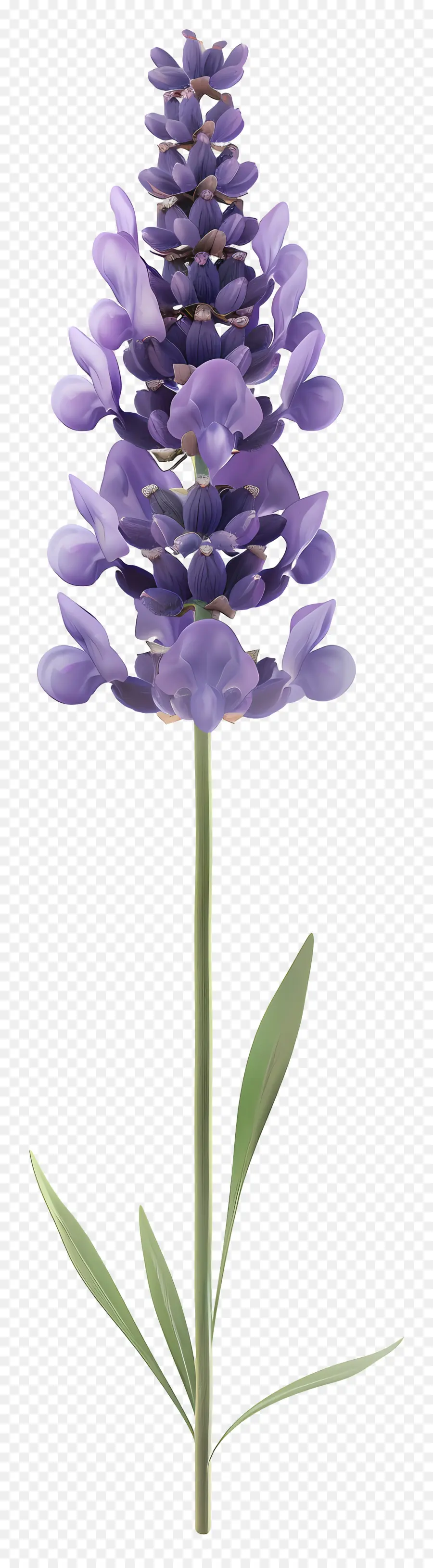 Fleur De Lavande，Lavande PNG