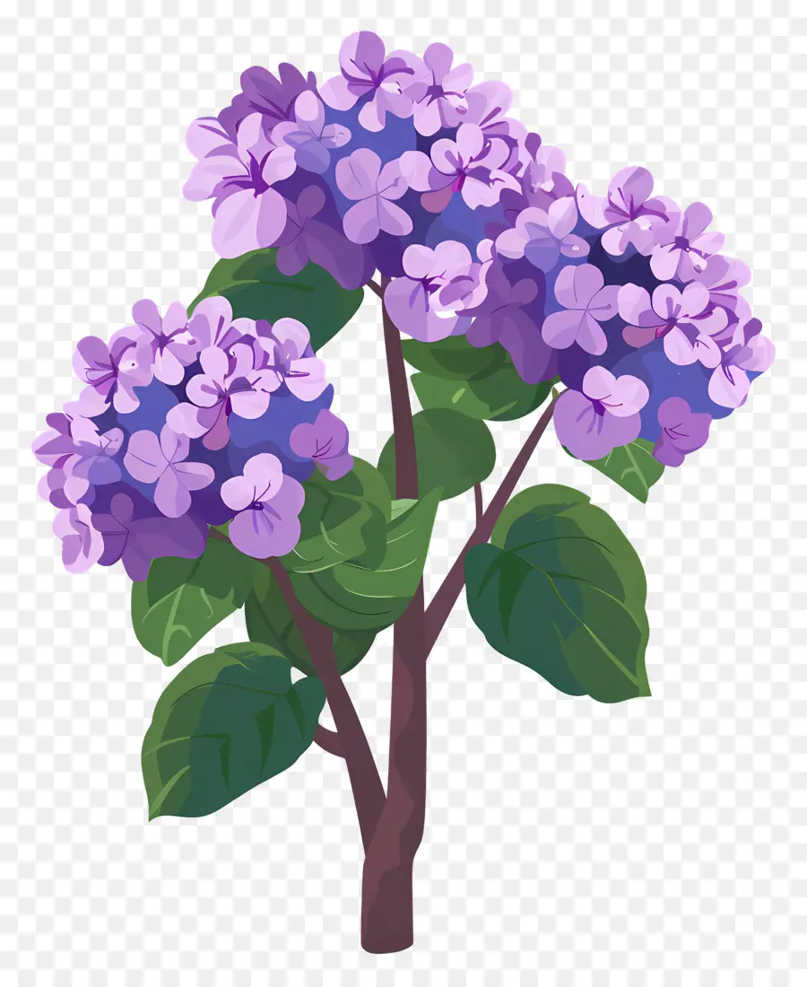 Arbuste D'hortensia，Fleurs Violettes PNG