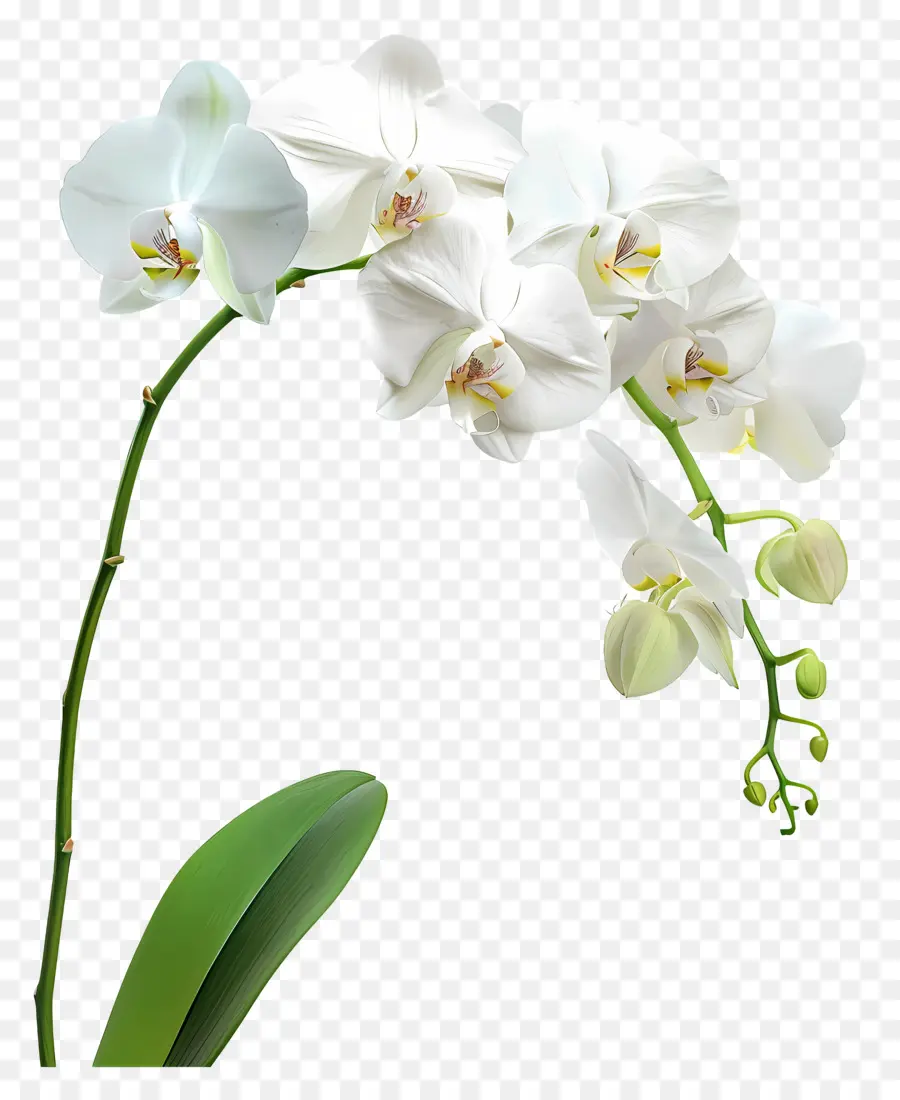 Fleur D'orchidée，Orchidée Blanche PNG