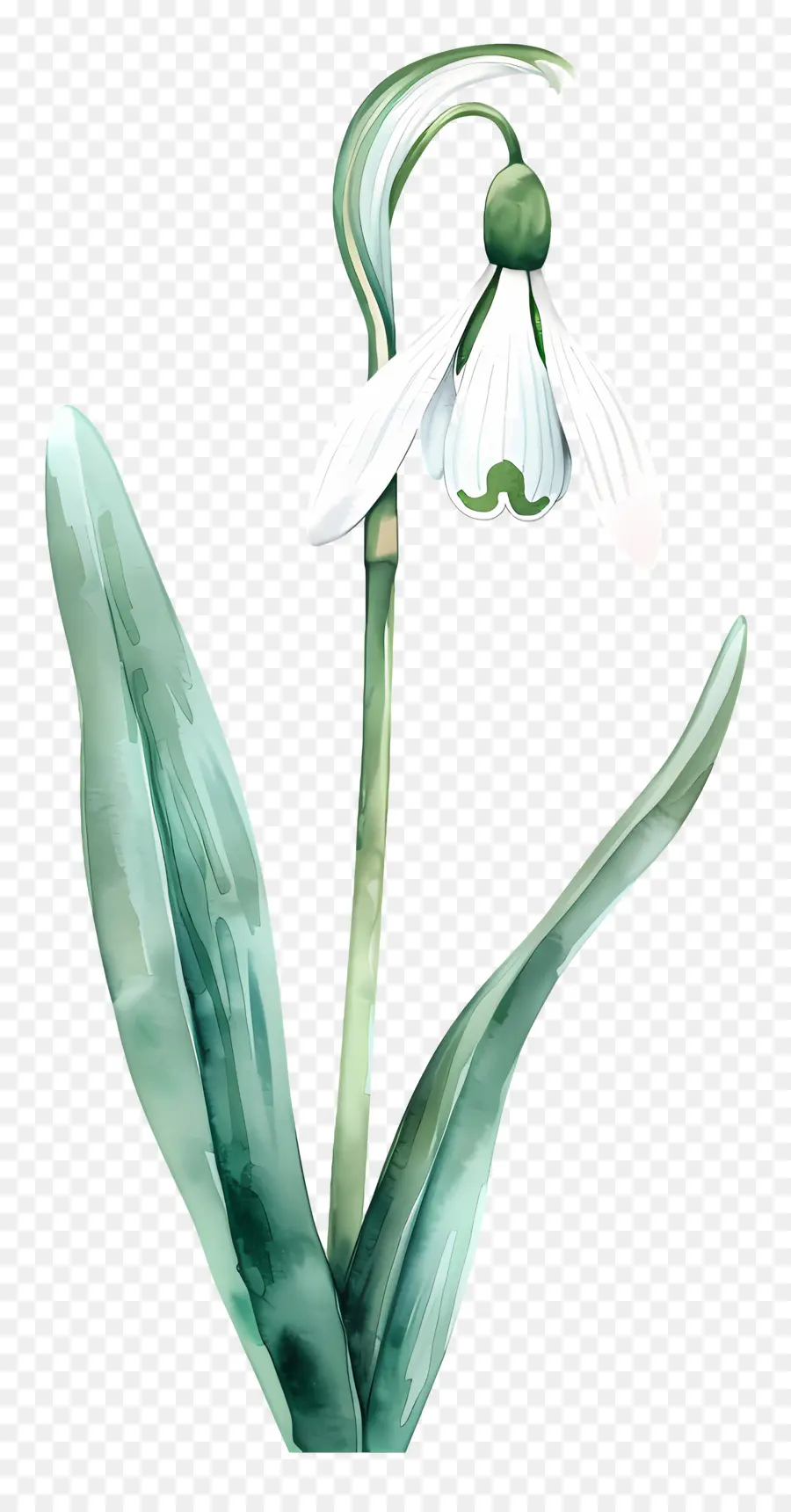 Perce Neige，Fleur De Perce Neige PNG