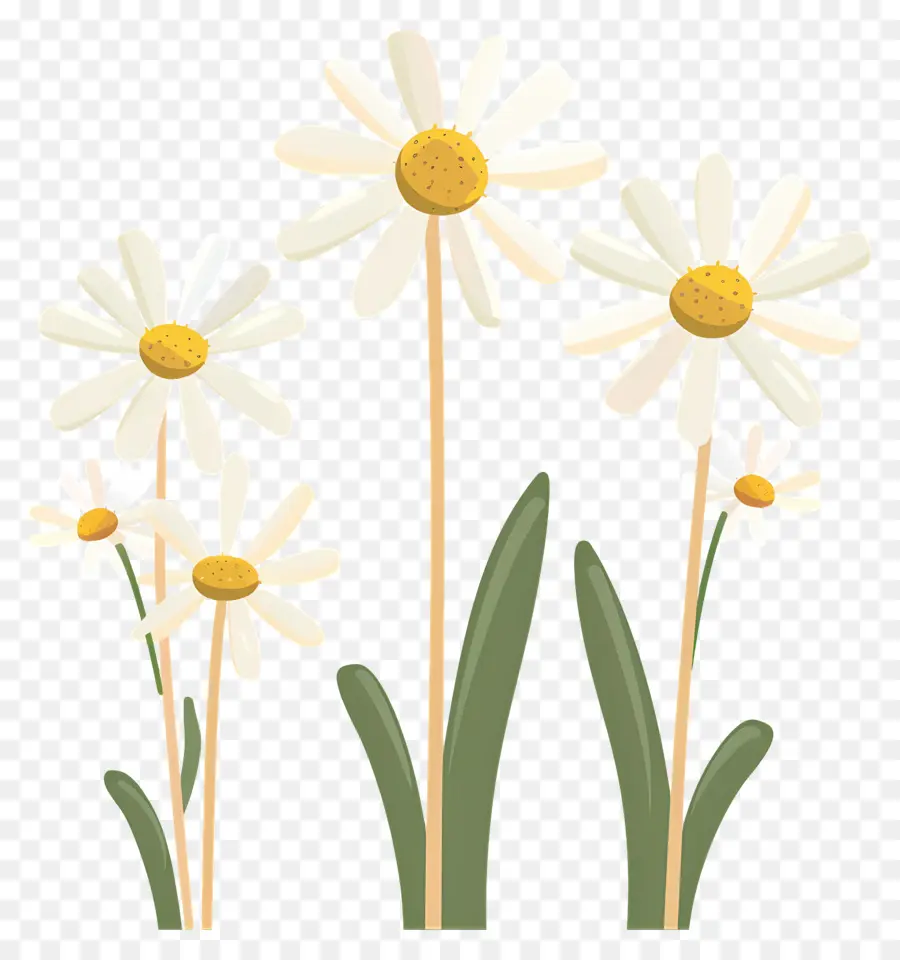 Fleurs De Marguerite，Marguerites Simples PNG