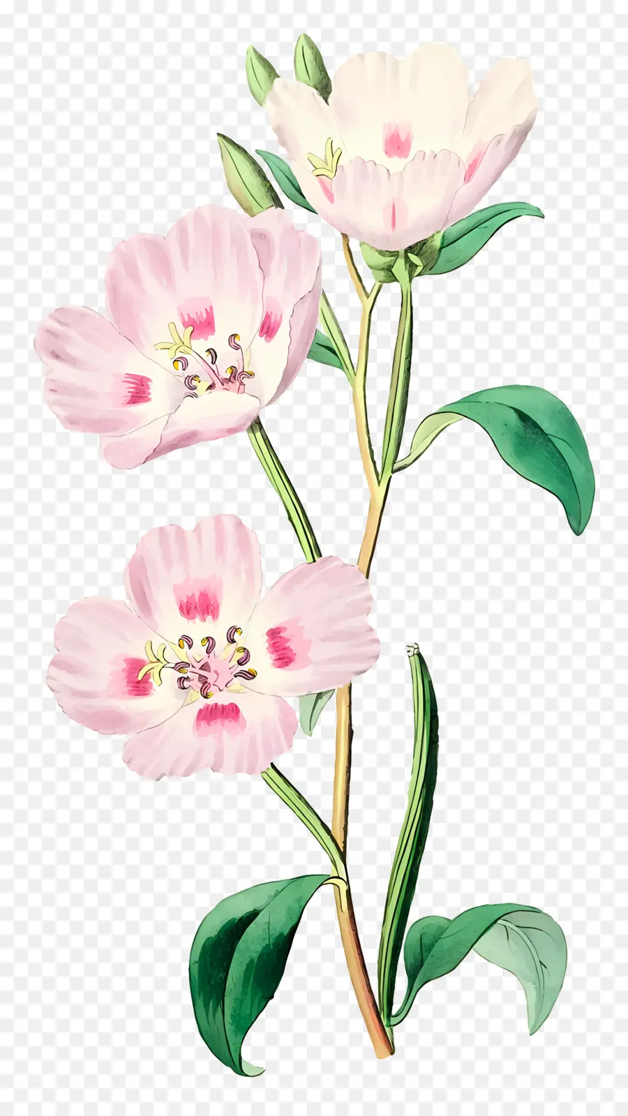 Fleurs Anciennes，Fleurs Blanches PNG