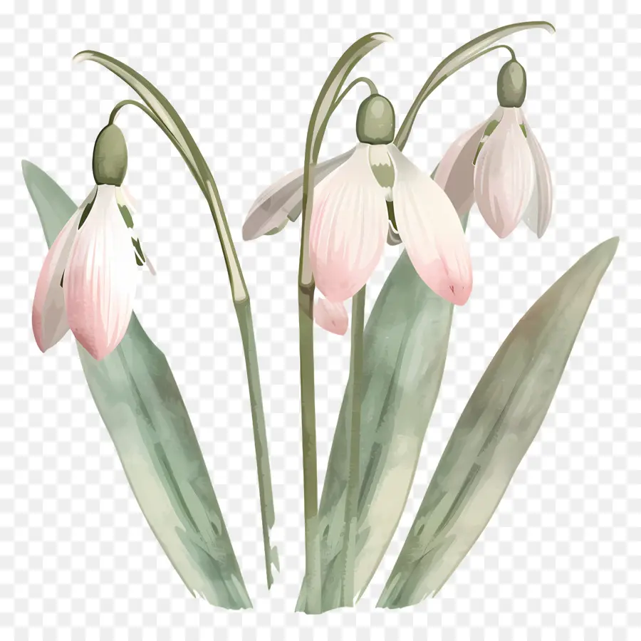 Perce Neige，Illustration De Perce Neige PNG