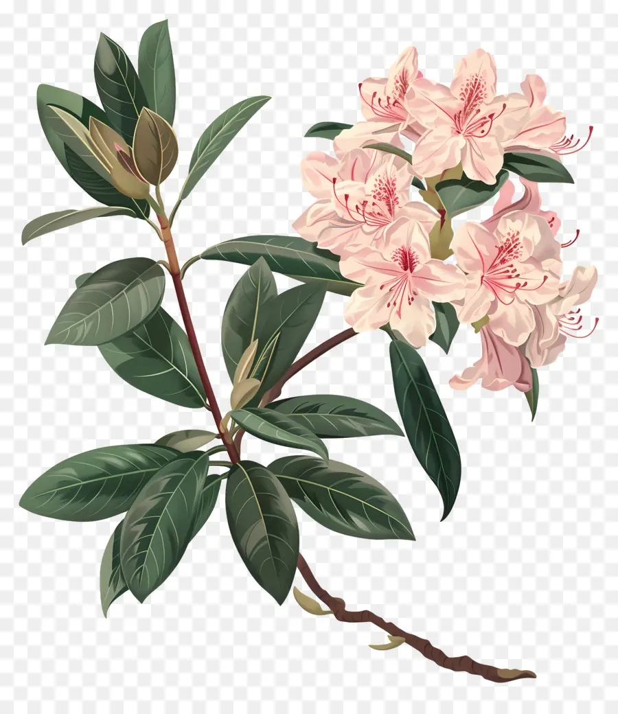 Fleurs Anciennes，Fleurs Lilas Roses PNG