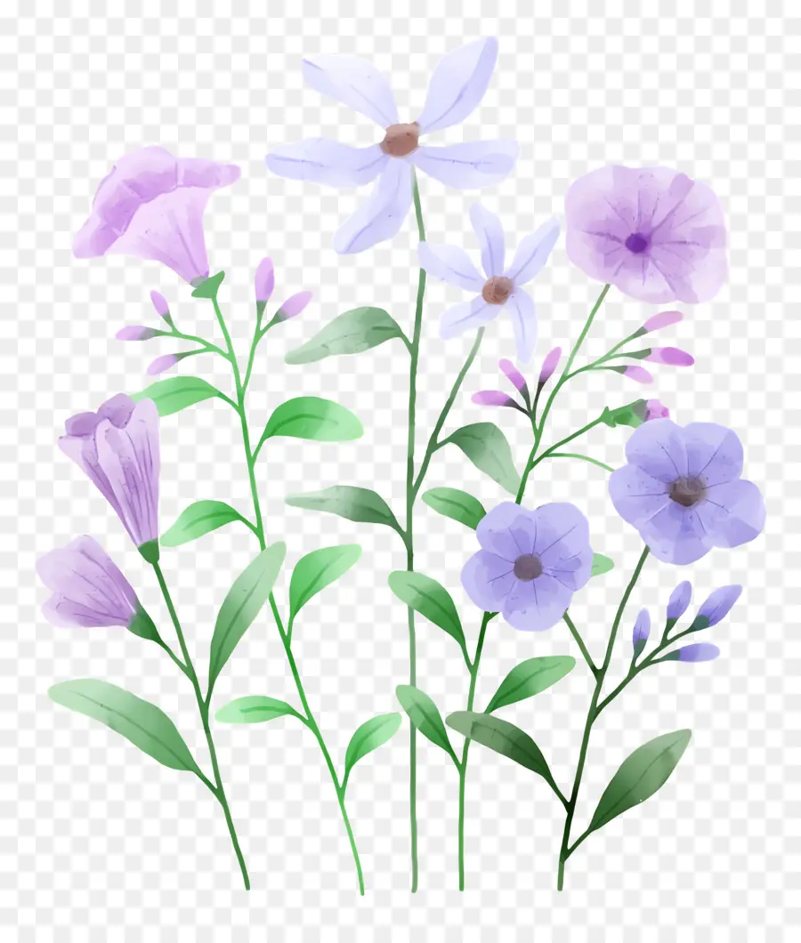 Fleurs Aquarelles，Fleurs Violettes PNG