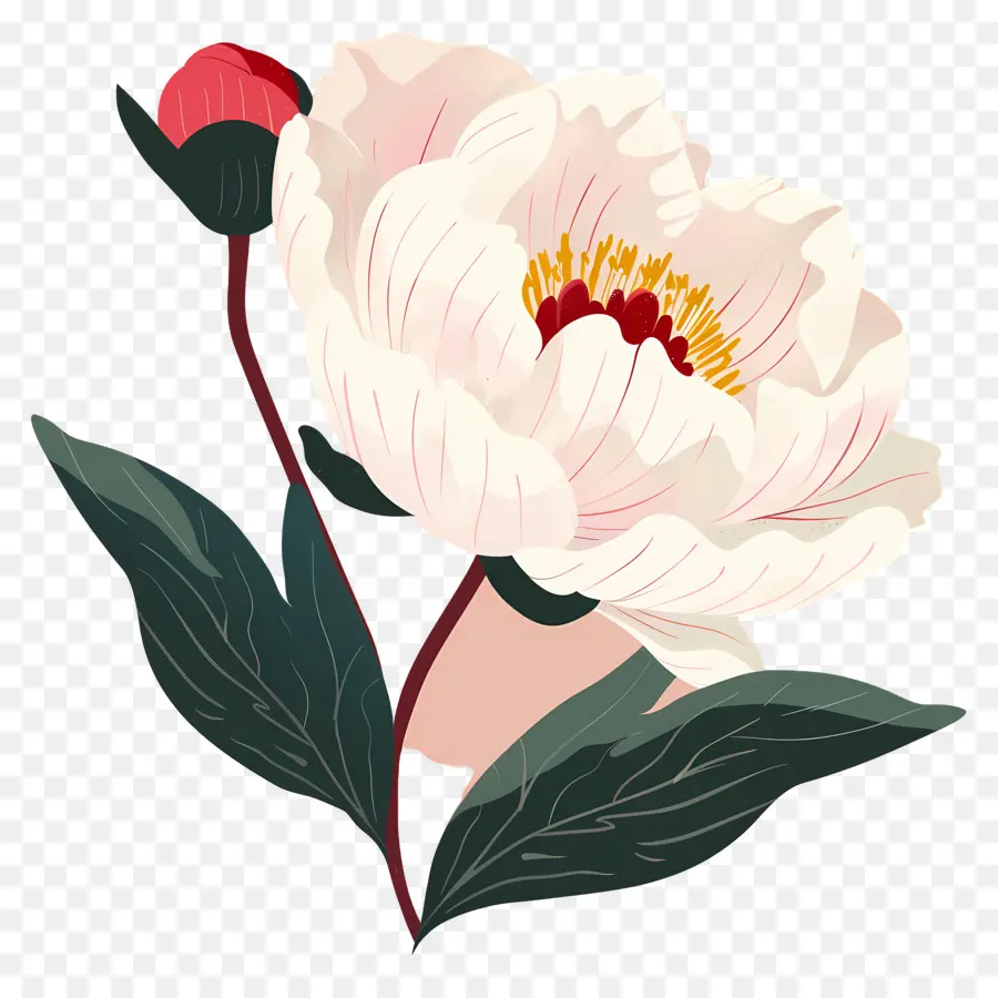 Fleur De Pivoine，Fleur Rose PNG