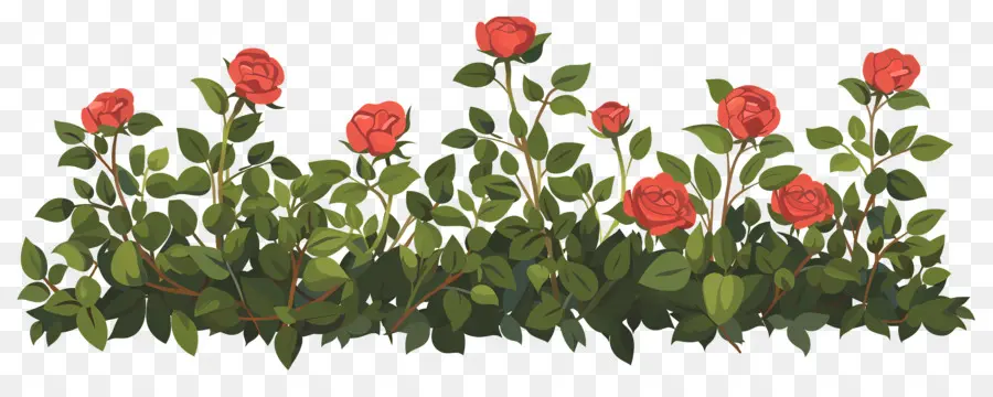 Rosier，Roses PNG