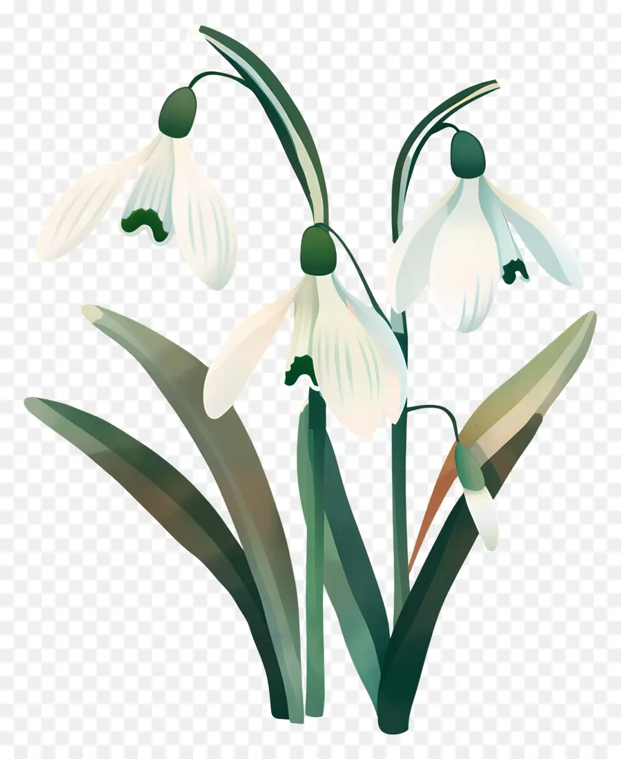 Perce Neige，Fleurs De Perce Neige PNG