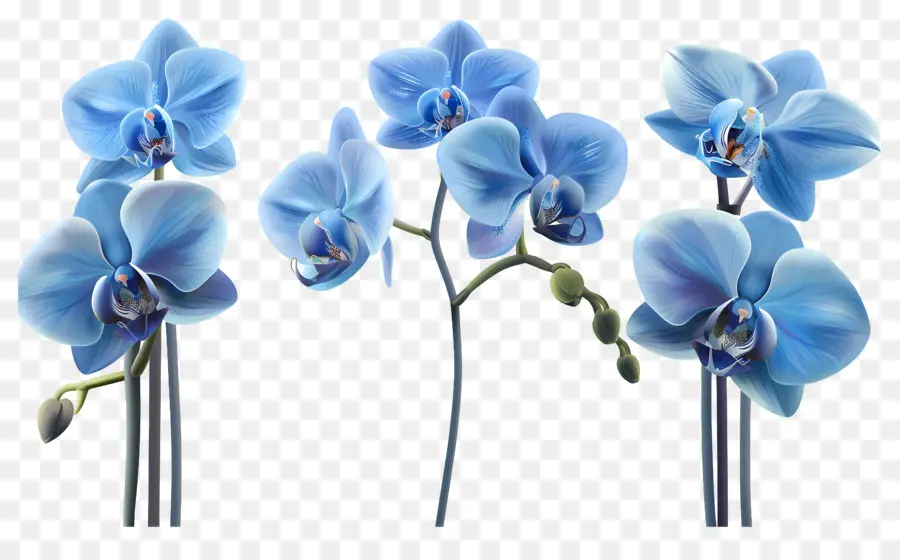 Fleur D'orchidée，Orchidée Bleue PNG