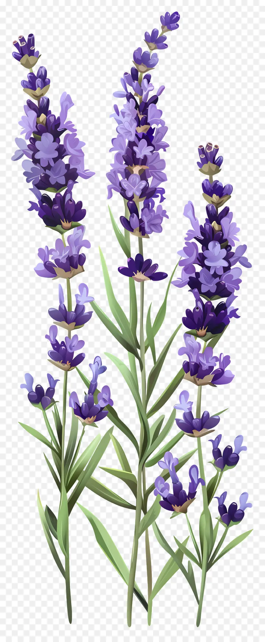 Fleur De Lavande，Fleurs Violettes PNG