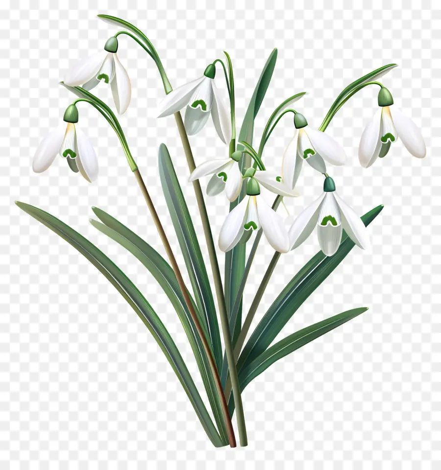 Perce Neige，Perce Neige Blancs PNG