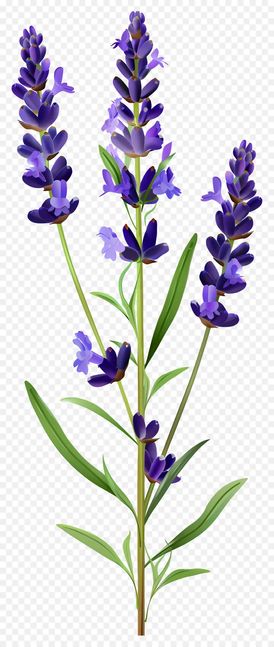 Fleur De Lavande，Fleurs Violettes PNG