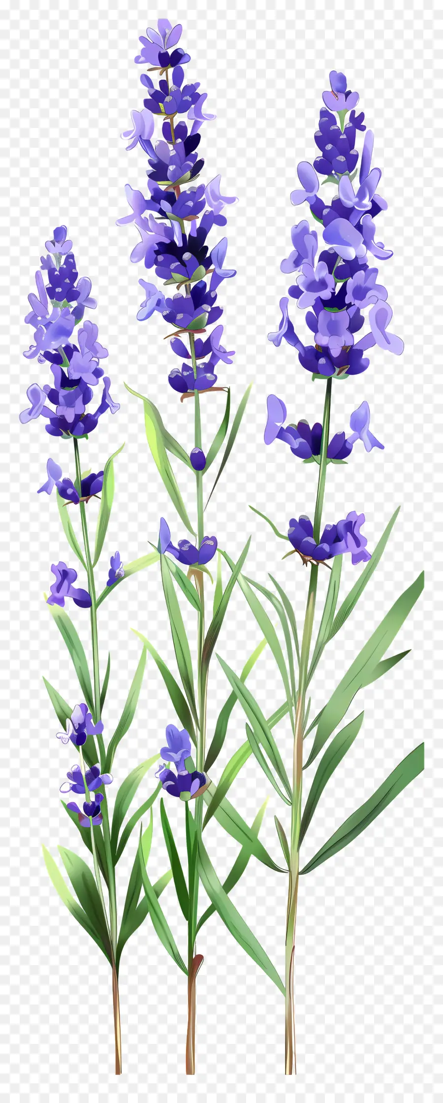 Fleur De Lavande，Fleurs Violettes PNG