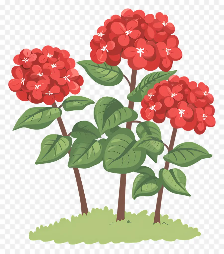 Arbuste D'hortensia，Fleurs Rouges PNG