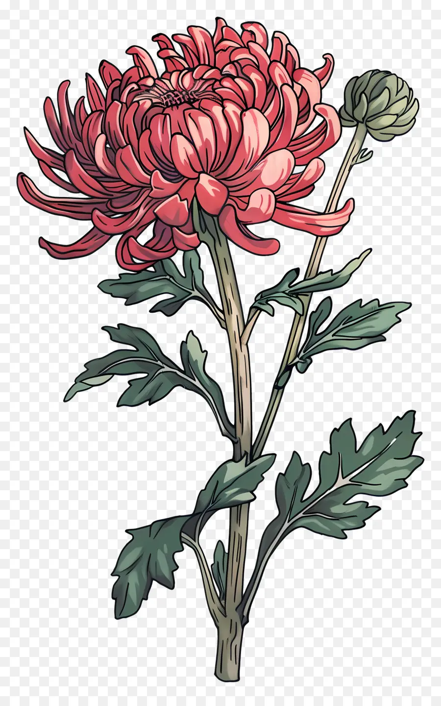 Fleur Vintage，Chrysanthème Rouge PNG