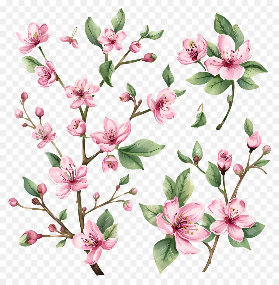 Fleur De Cerisier，Fleurs De Cerisier PNG