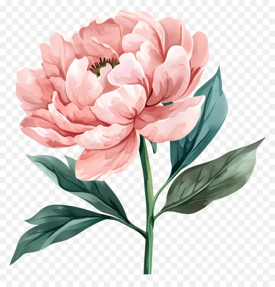 Fleur De Pivoine，Pivoine PNG