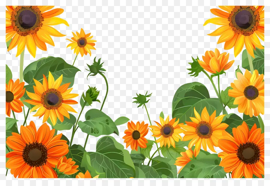 Bordure De Tournesols，Tournesols D'affilée PNG