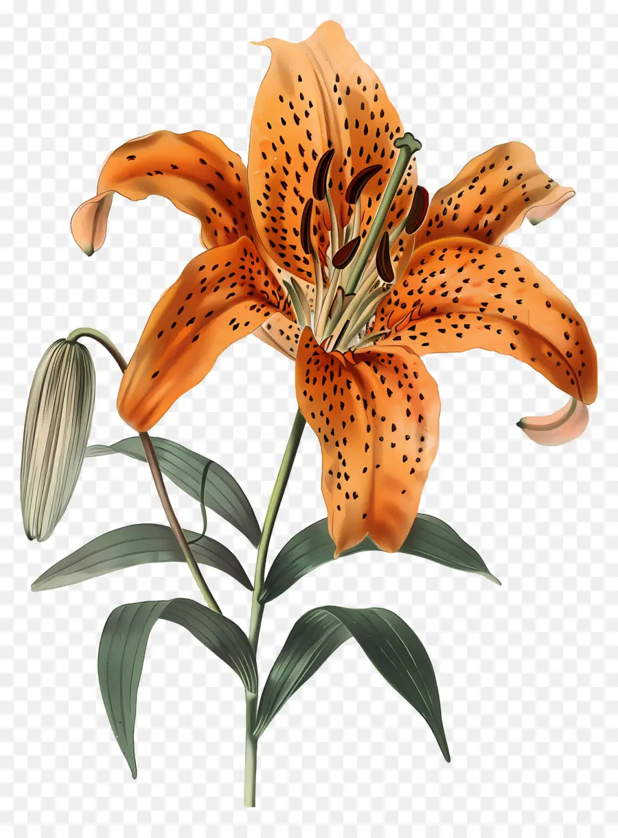 Fleurs Anciennes，Lys Orange PNG