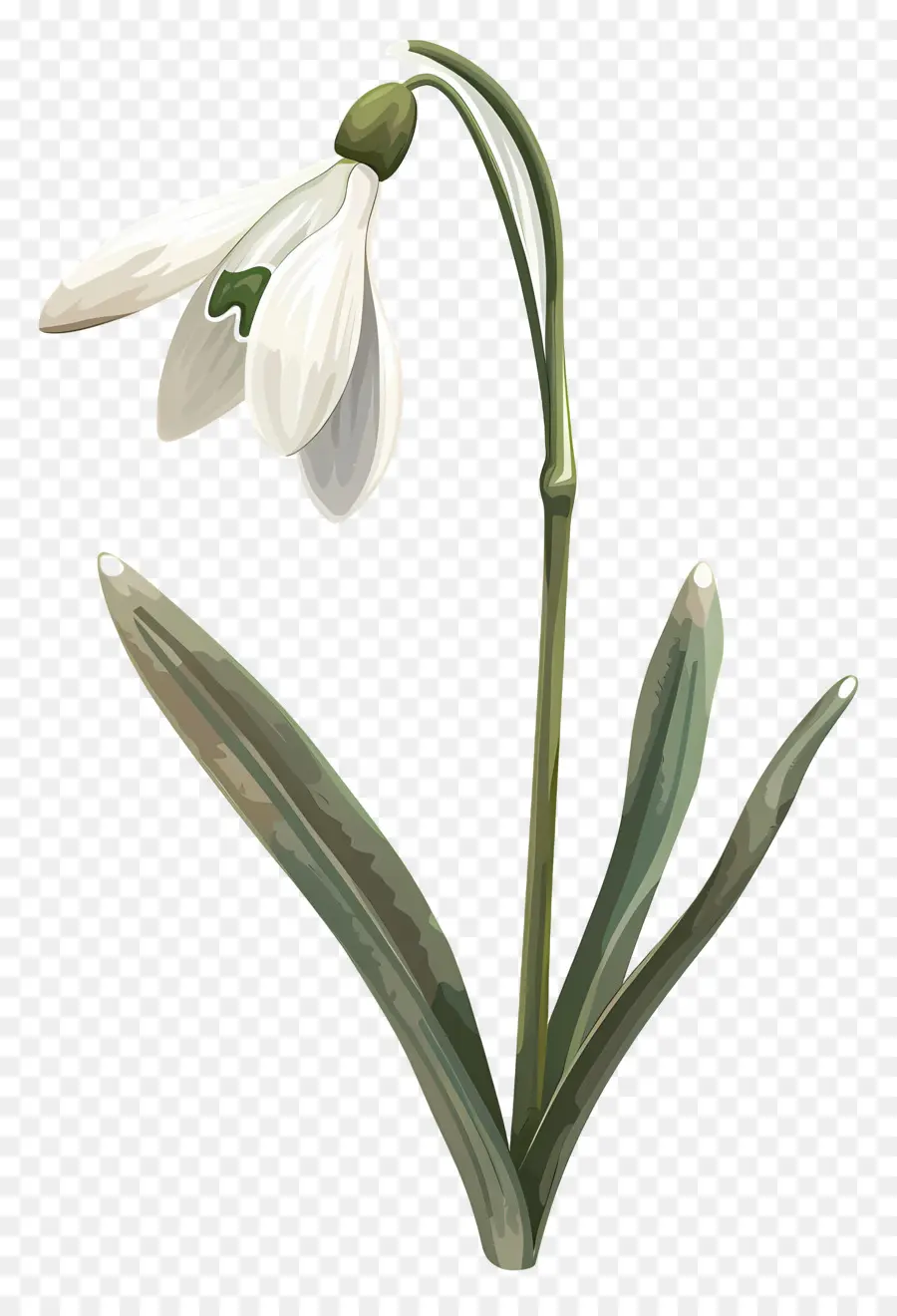 Perce Neige，Fleur De Perce Neige PNG