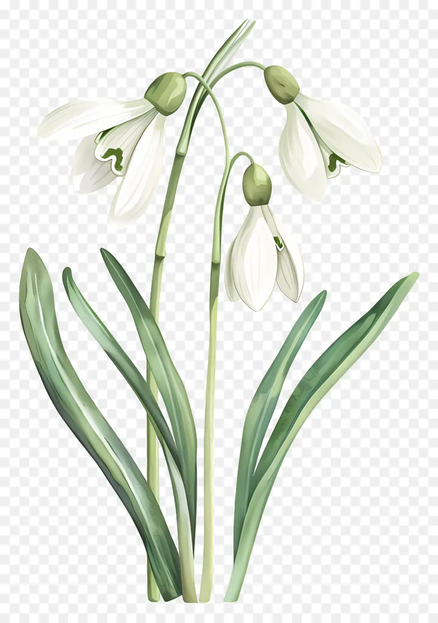 Perce Neige，Fleur De Perce Neige PNG