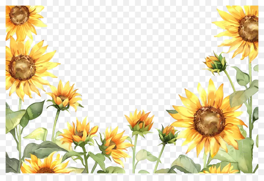 Cadre De Tournesols，Tournesols D'affilée PNG