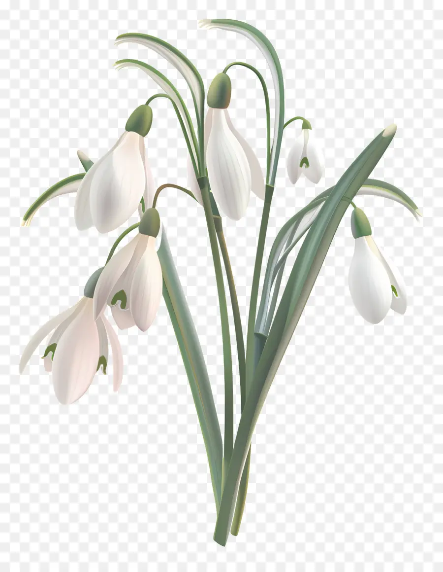 Perce Neige，Perce Neige Blancs PNG