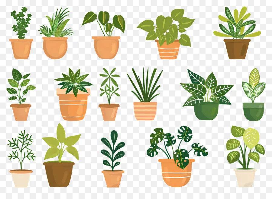 Fleurs En Pots，Plantes En Pot PNG