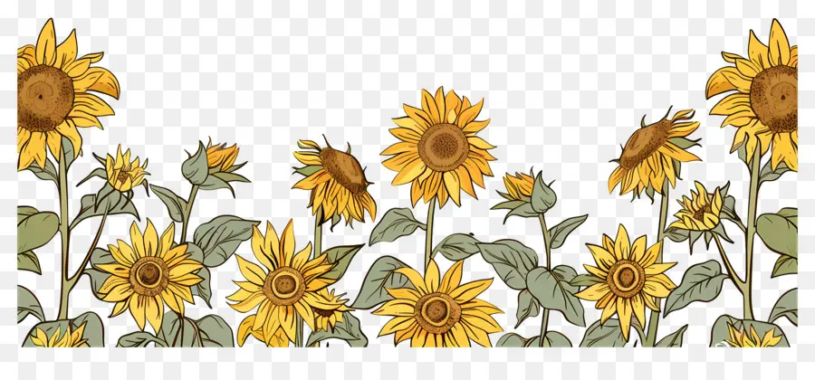 Bordure De Tournesols，Tournesols D'affilée PNG