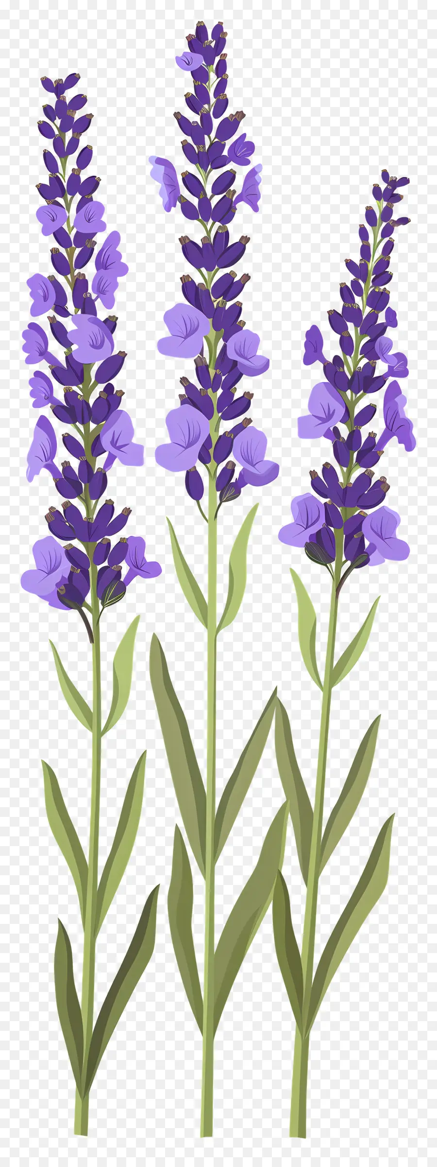 Fleur De Lavande，Fleurs Violettes PNG