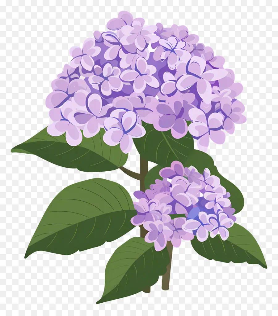 Arbuste D'hortensia，Fleurs Violettes PNG