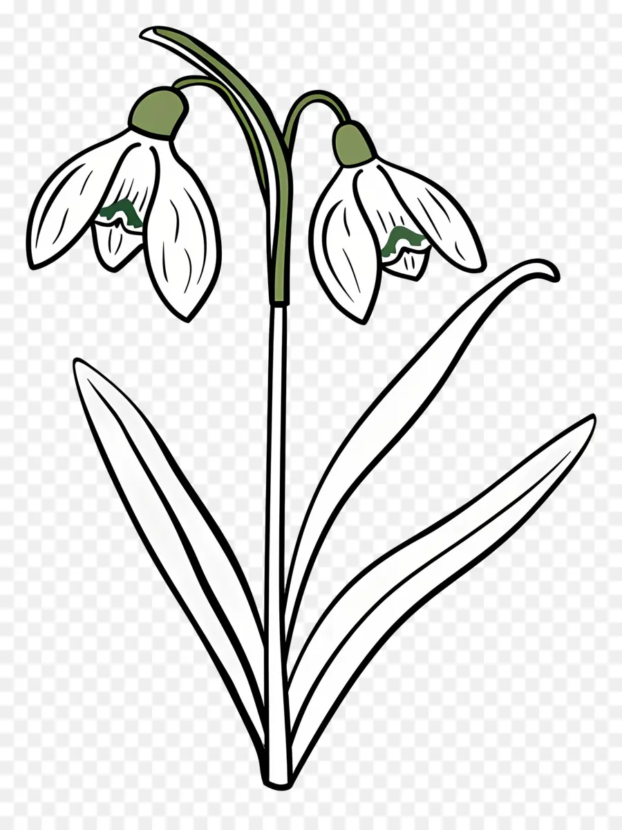 Perce Neige，Fleur De Perce Neige PNG