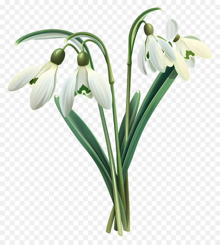 Perce Neige，Fleur De Perce Neige PNG