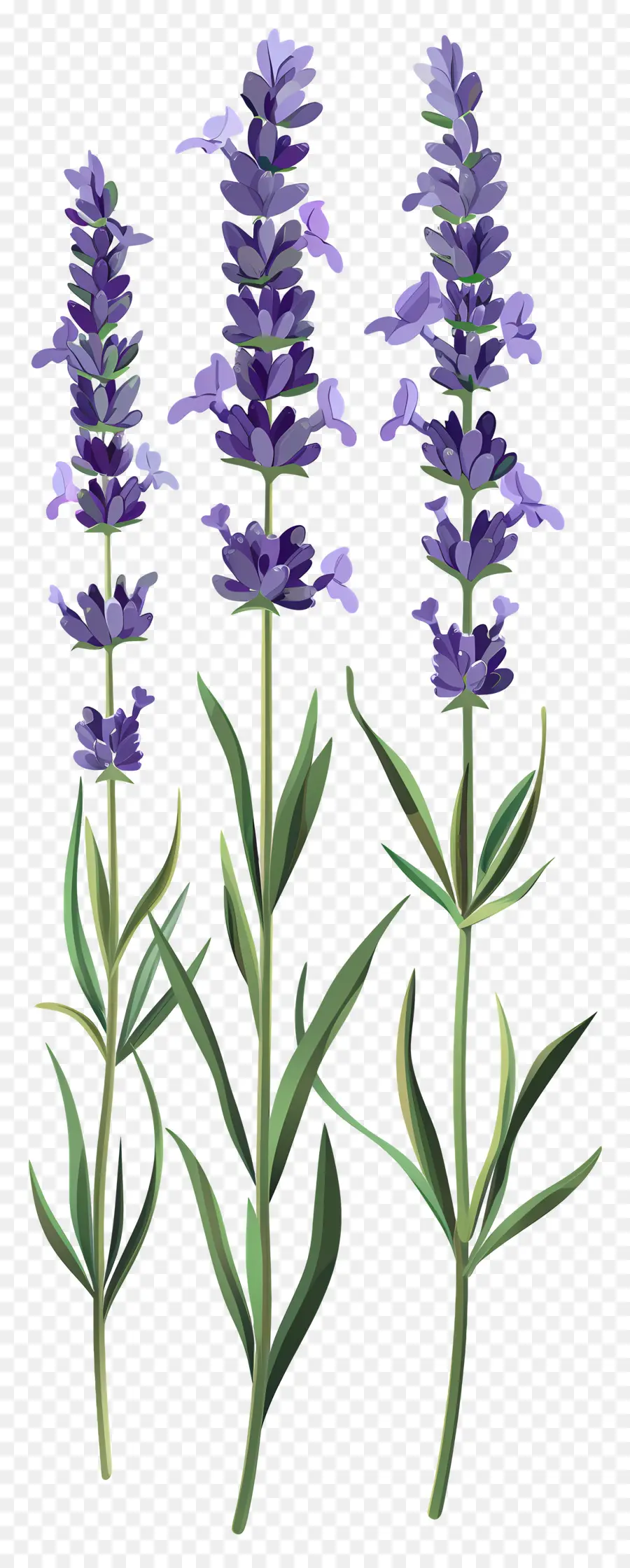 Fleur De Lavande，Fleurs Violettes PNG