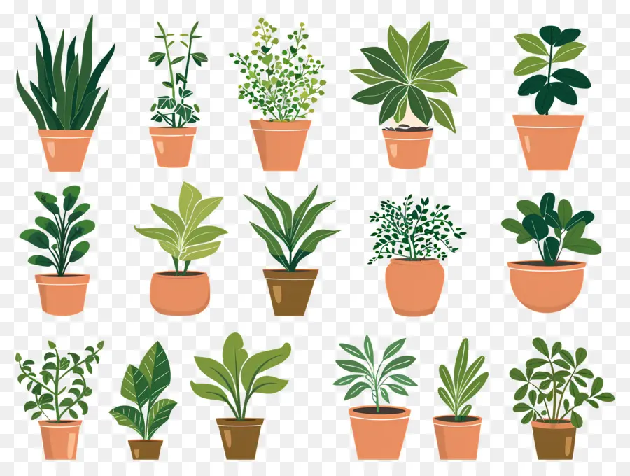 Fleurs En Pots，Plantes En Pot PNG