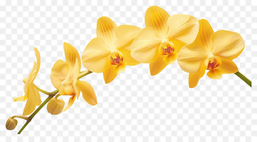 Fleur D'orchidée，Orchidées Jaunes PNG