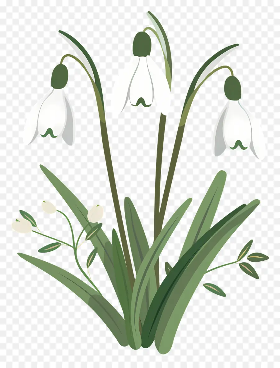 Perce Neige，Fleurs De Perce Neige PNG