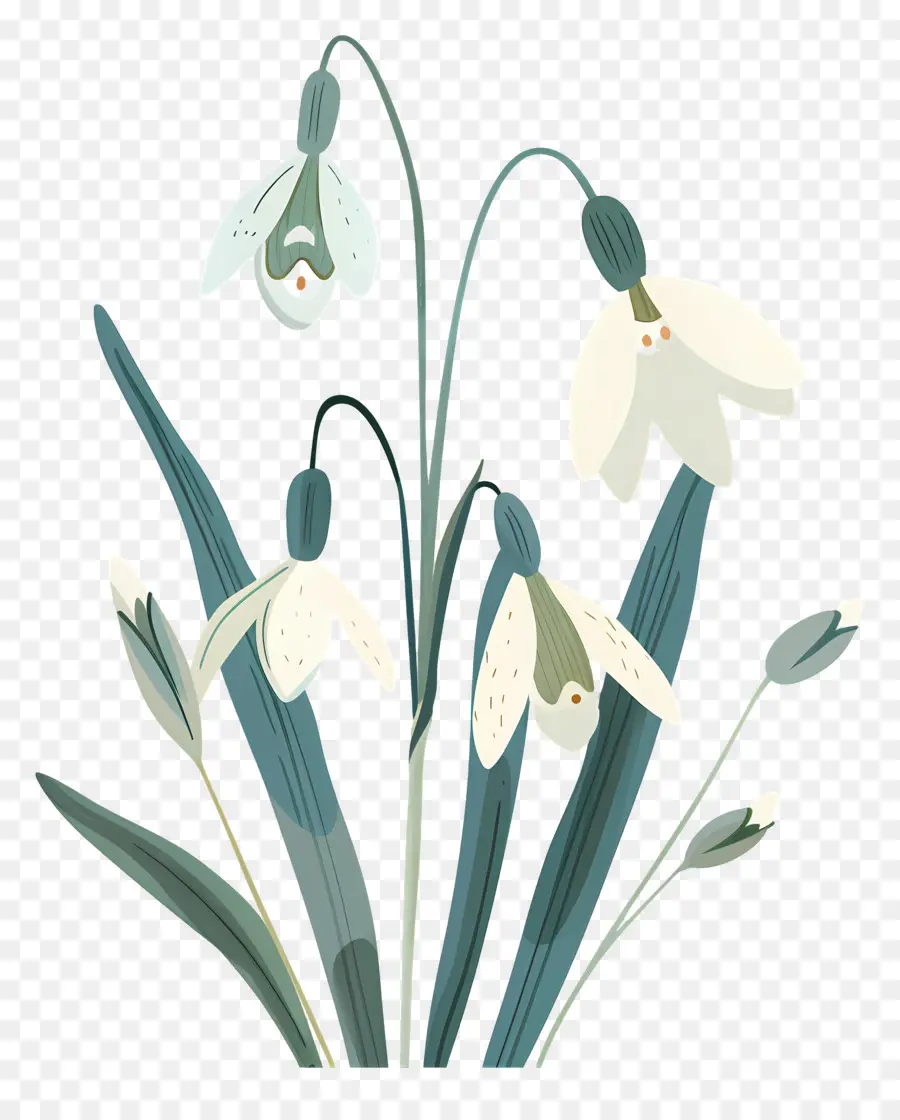 Perce Neige，Perce Neige Minimalistes PNG