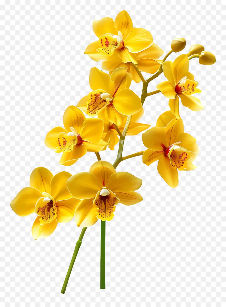 Fleur D'orchidée，Orchidées Jaunes PNG