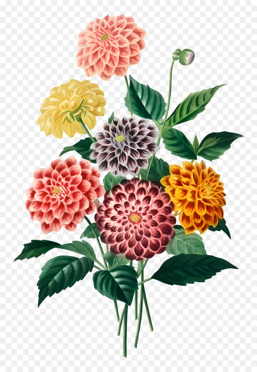 Fleurs Anciennes，Dahlias Colorés PNG