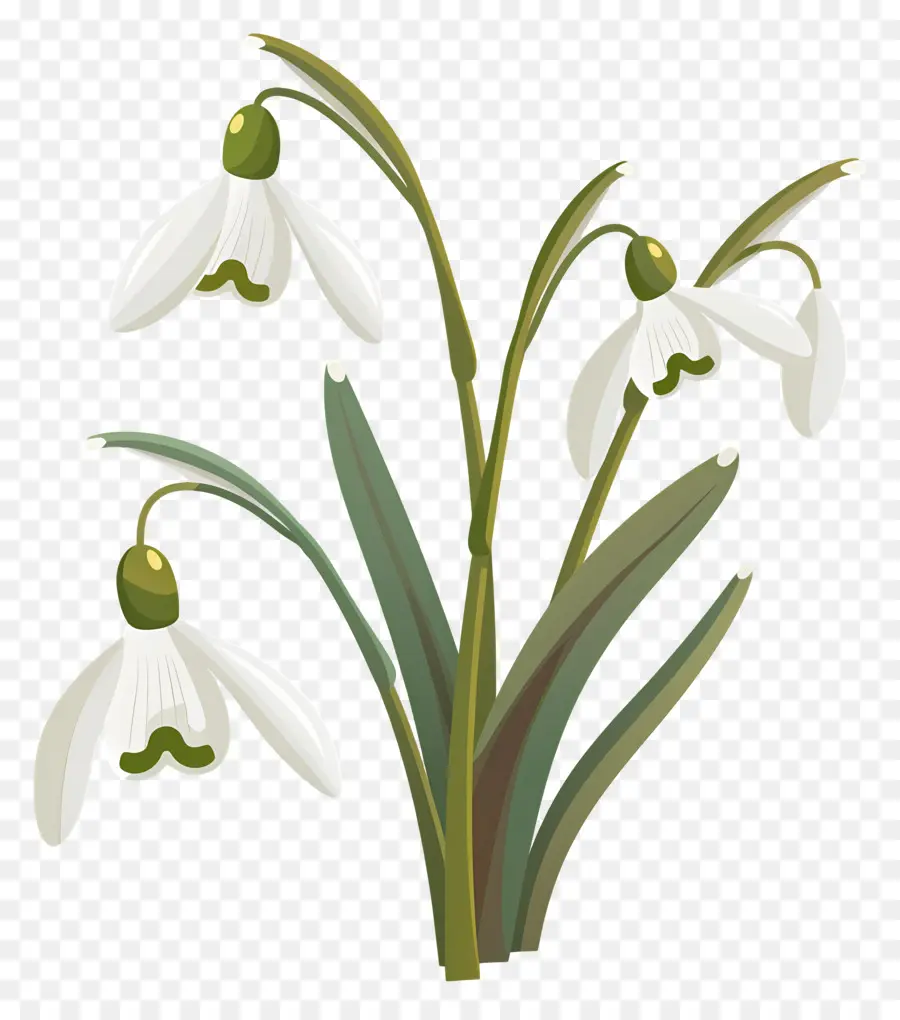 Perce Neige，Fleurs Blanches PNG