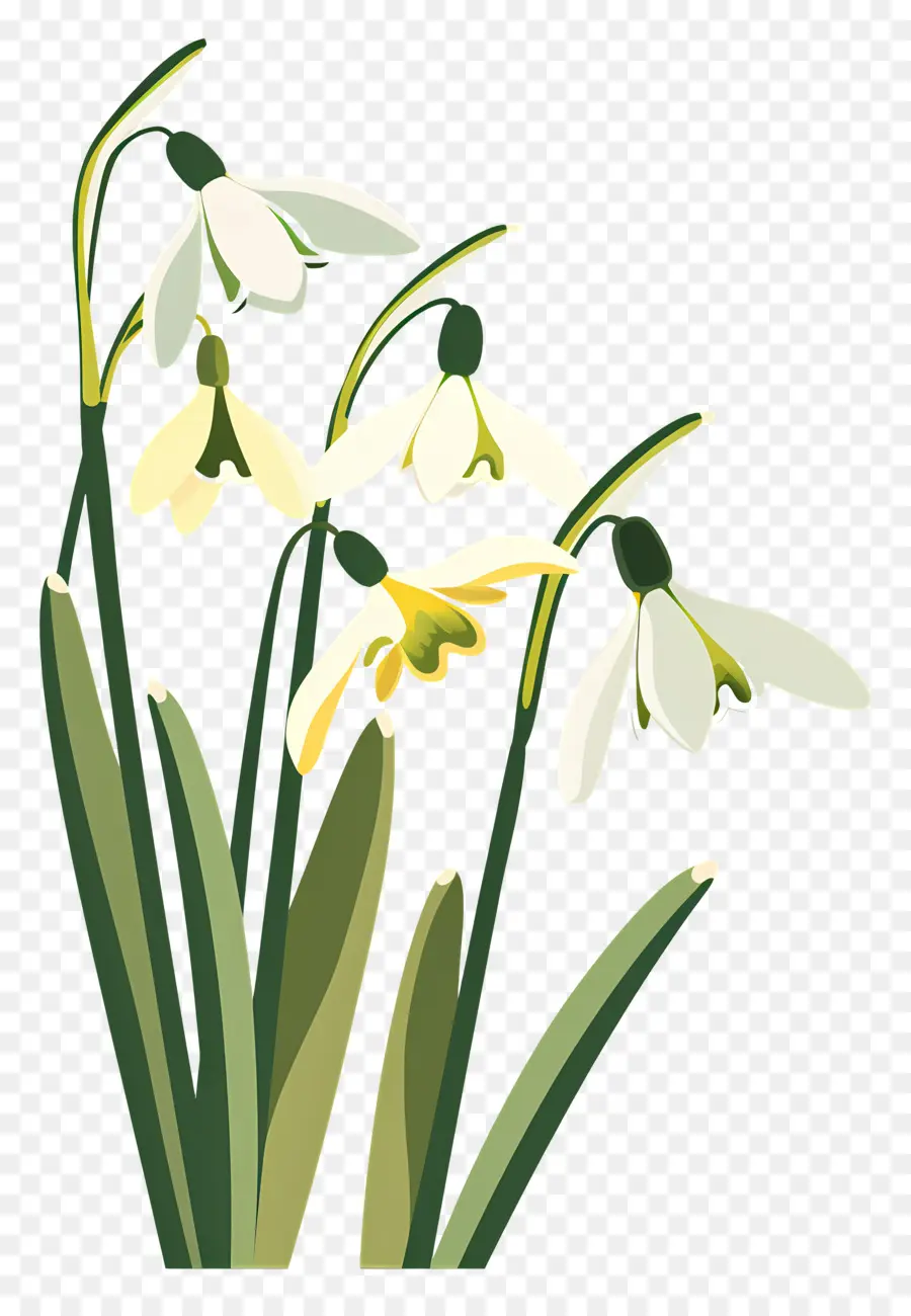 Perce Neige，Illustration De Perce Neige PNG