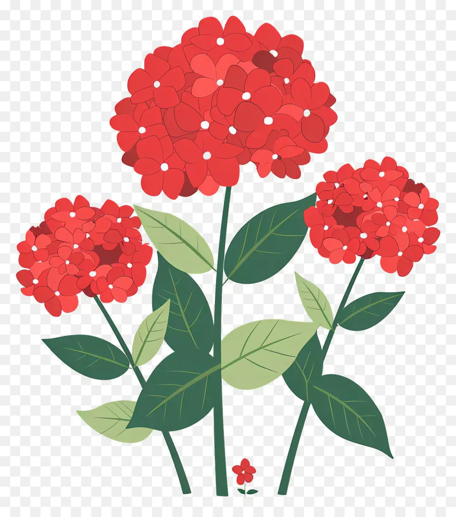 Arbuste D'hortensia，Fleurs Rouges PNG